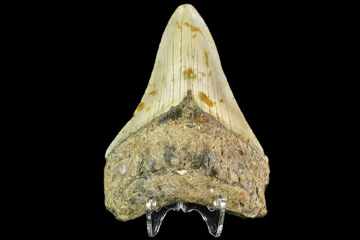 Fossil Megalodon Tooth - North Carolina #109900